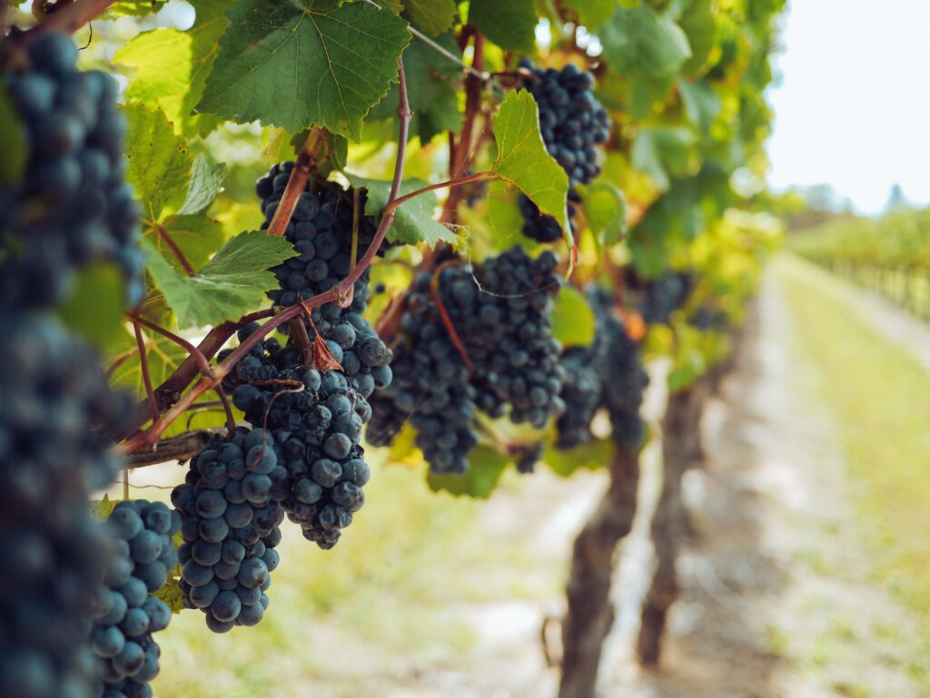 Red wines