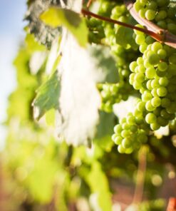 White wines